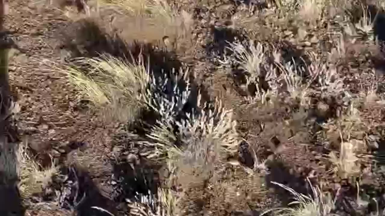 Galgos vs guanaco