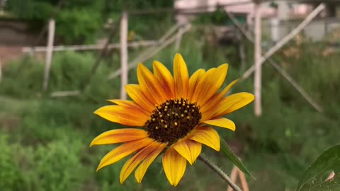 Haha a nice Last sunflower