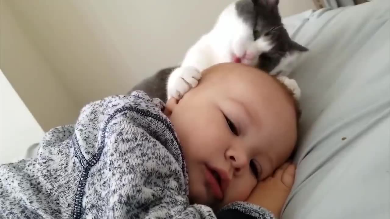 baby Play With Dogs And Cats