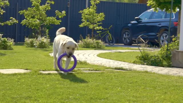 Cute dog best running on the grass