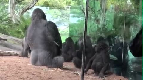 Silverback Gorilla Sucker Punches Another Unruly Gorilla @ The San Diego Zoo