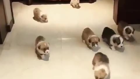 A group of cute puppies