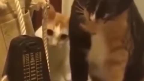 Curious cats scared of ticking device