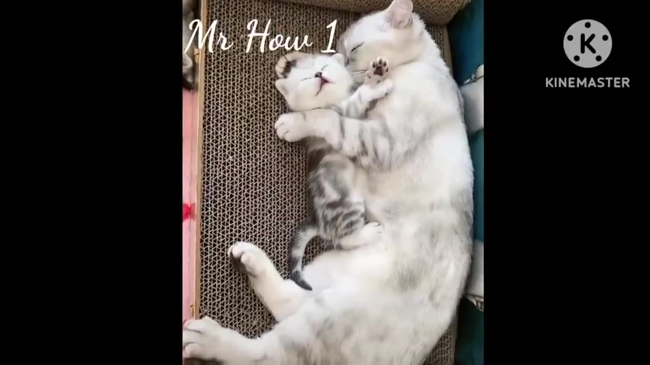 Funny pets dogs and cats -😂 Funniest animals dogs and cats 2023