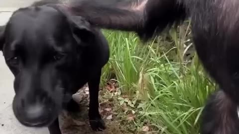 Monkey shares a wholesome moment with dog