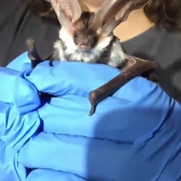 The Spotted Bat has the Largest Ears of any North American Bat.