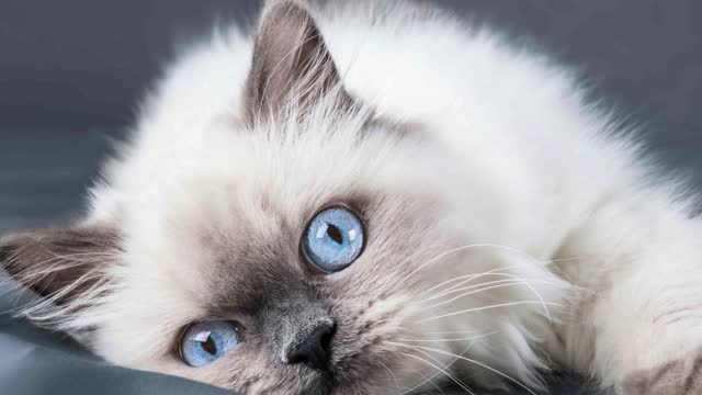 best cat breed for home