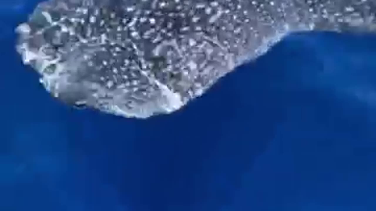 Have you ever seen in the water 💧