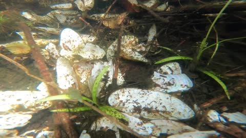 Freshwater Mussels