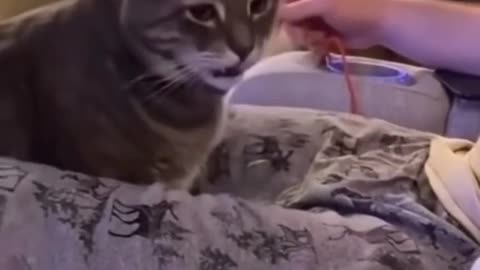 Only cats