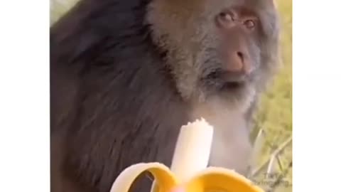 Funny monkey videos