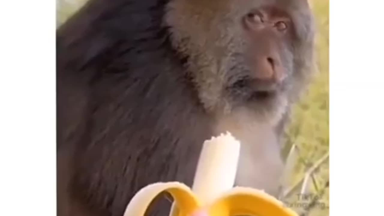 Funny monkey videos