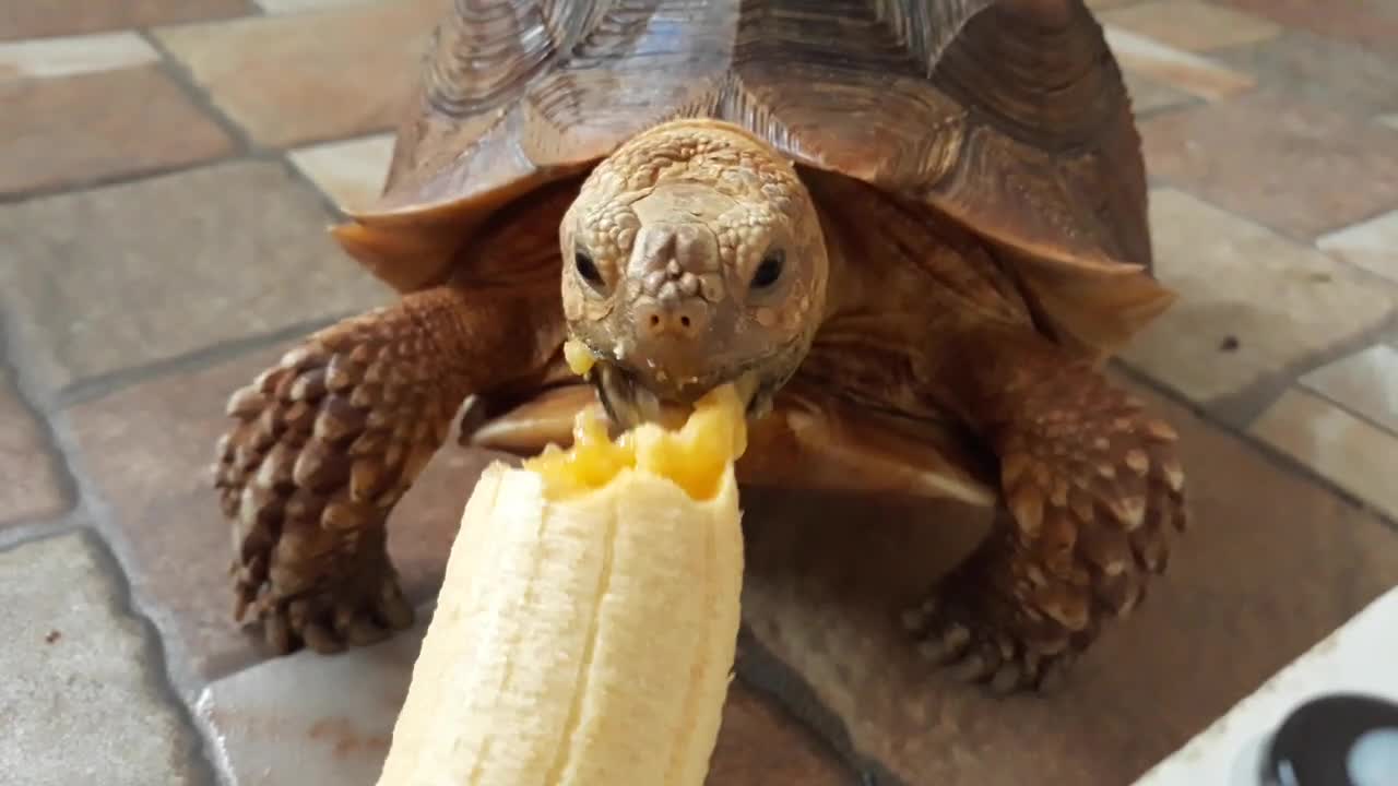 Sulcata Tortoise Eating Banana (Sulaiman) - Hand Feeding-12