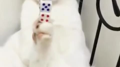 Cat is doing unbelievable things.