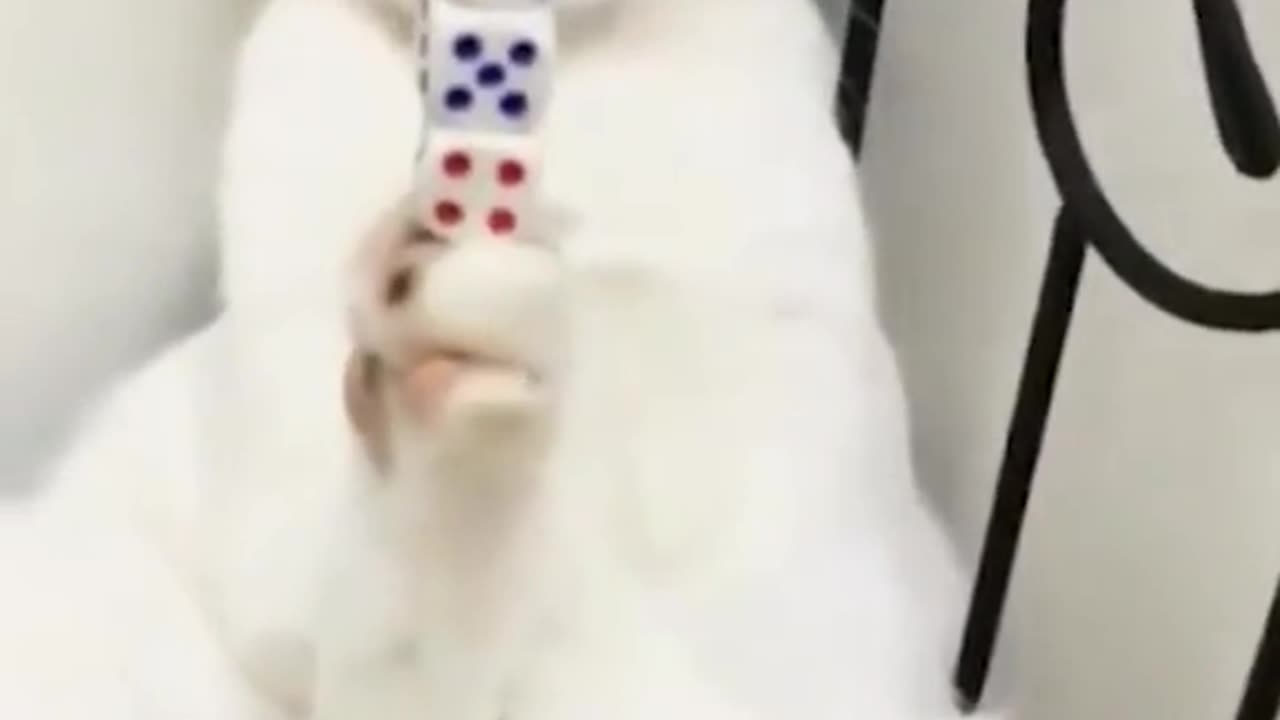 Cat is doing unbelievable things.