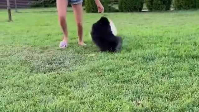 Top Funny Cute Dog Videos and TIKTOK Compilation #short