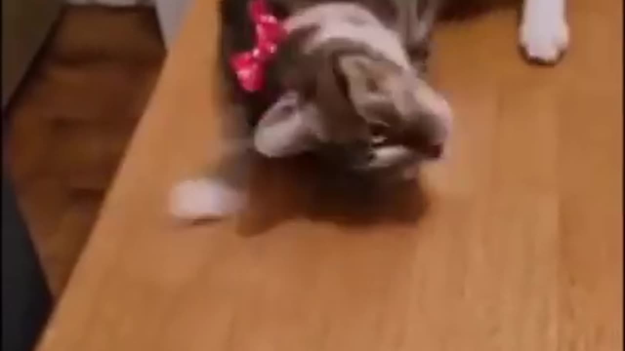 Funny animals videos #trend