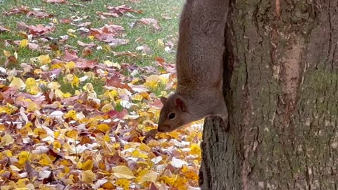 No Habla Squirrel but I know it’s all about peanuts