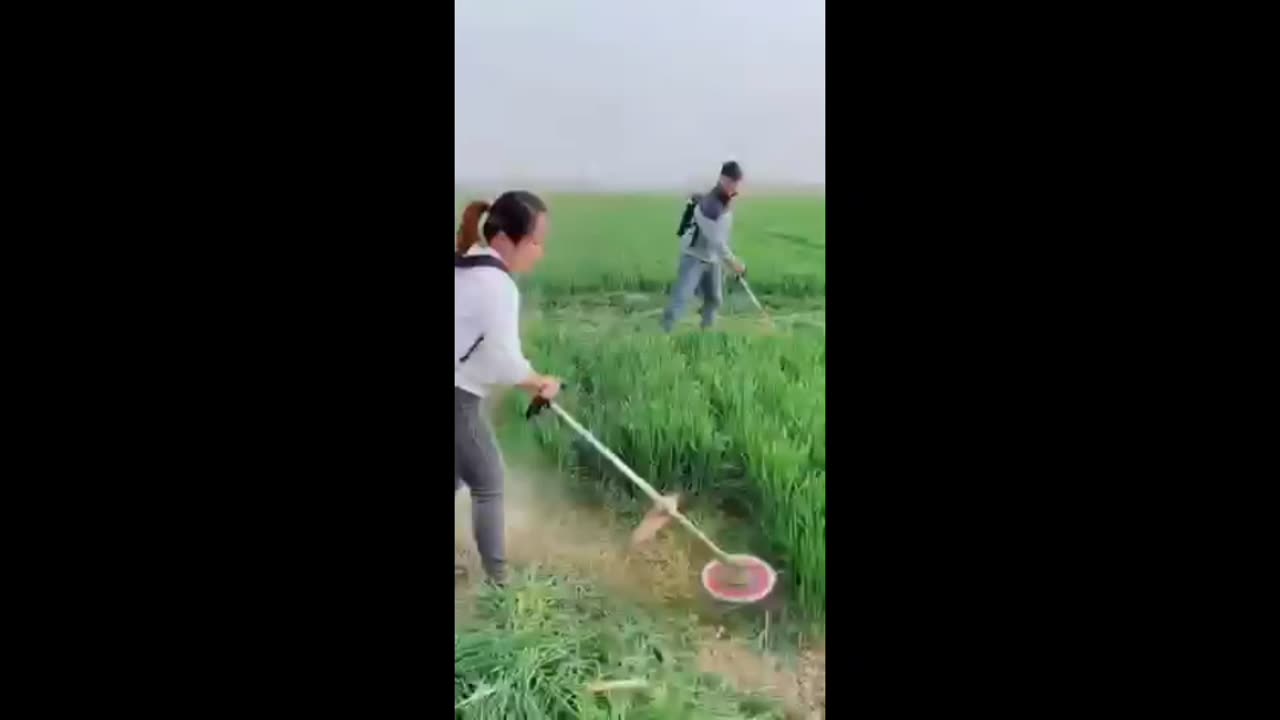 Amazing Grass cutting in the field