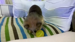 Little boss YouYou is a soccer master