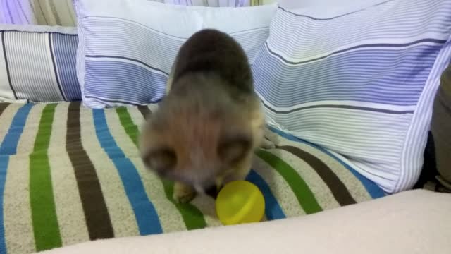 Little boss YouYou is a soccer master