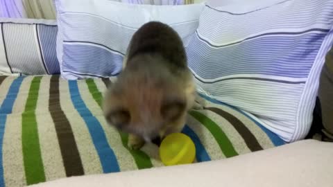 Little boss YouYou is a soccer master
