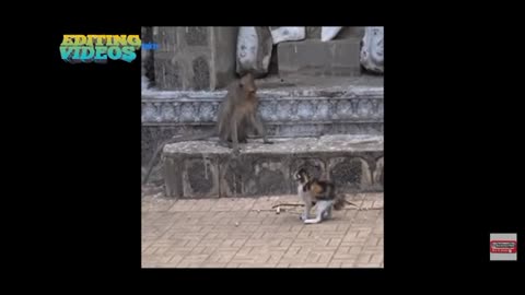 Monkey Vs Cat Fight Animal World.