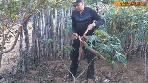 COLHENDO AIPIM NO QUINTAL | RAIZES DO REI | BRASIL BR