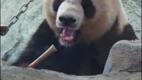 The panda