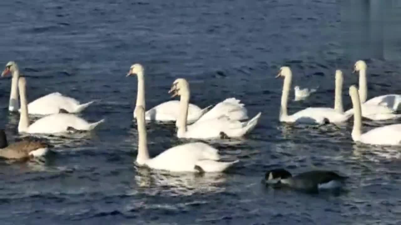 Ducks swimming