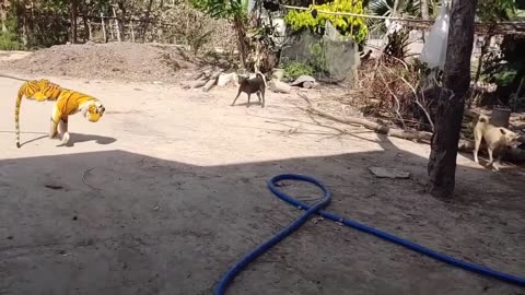 Funny dog vs fake tiger