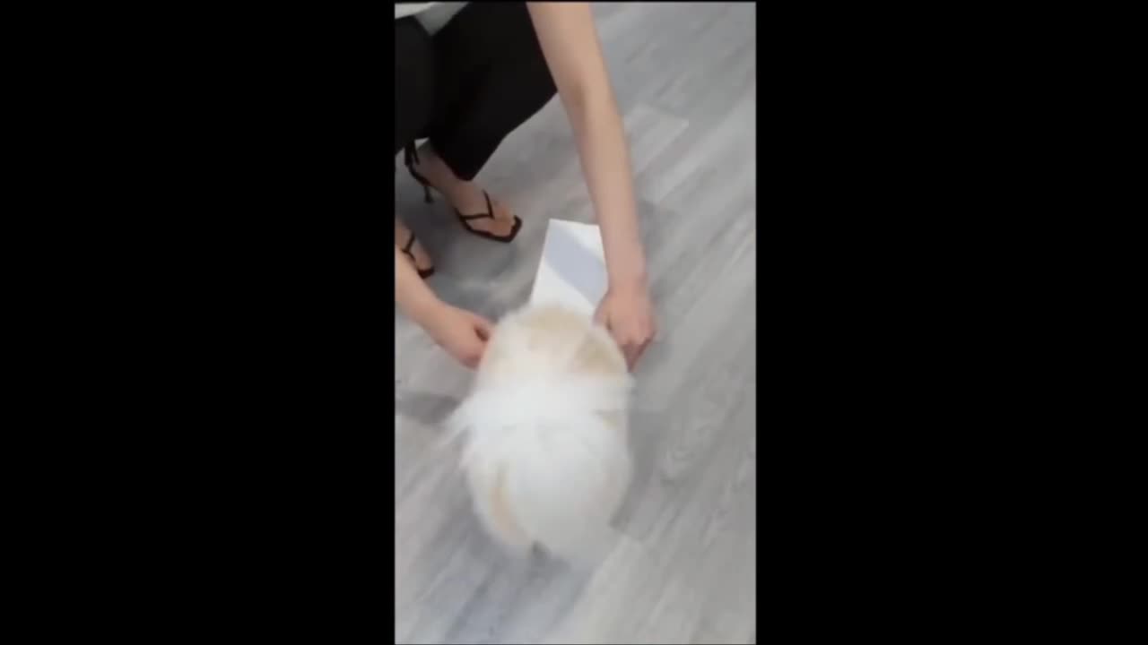 Funny animal videos 2023 - Funny cats-dogs - Funny animals part 5