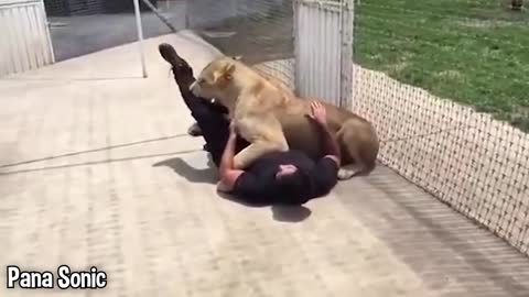 Girl Reunites With Pet Lion After 8 YEARS..