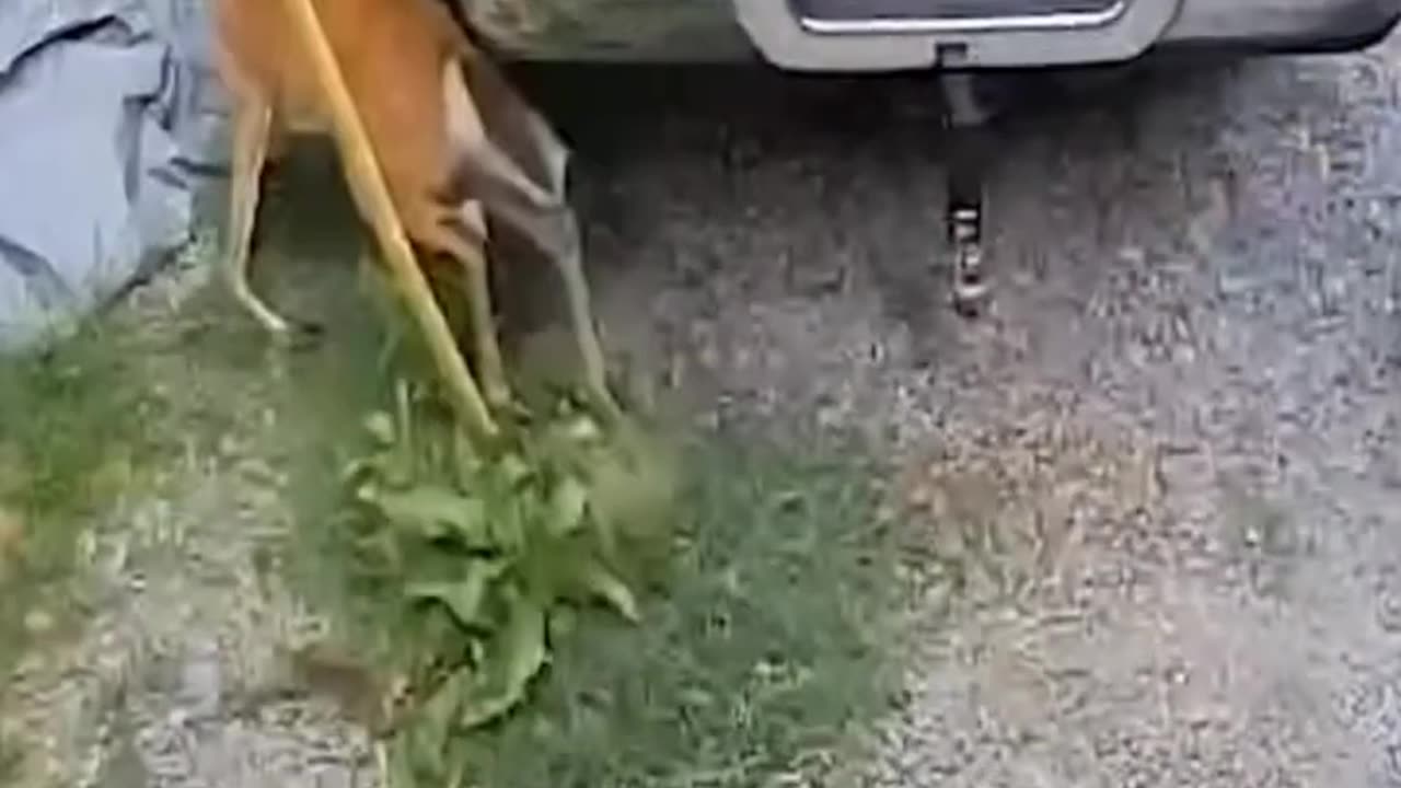 FUNNIEST Animal Moments Compilation!