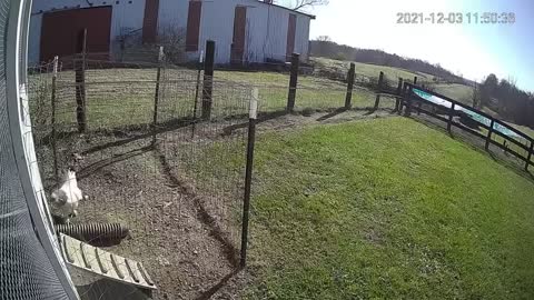 SERANGAN AYAM KE BURUNG ELANG