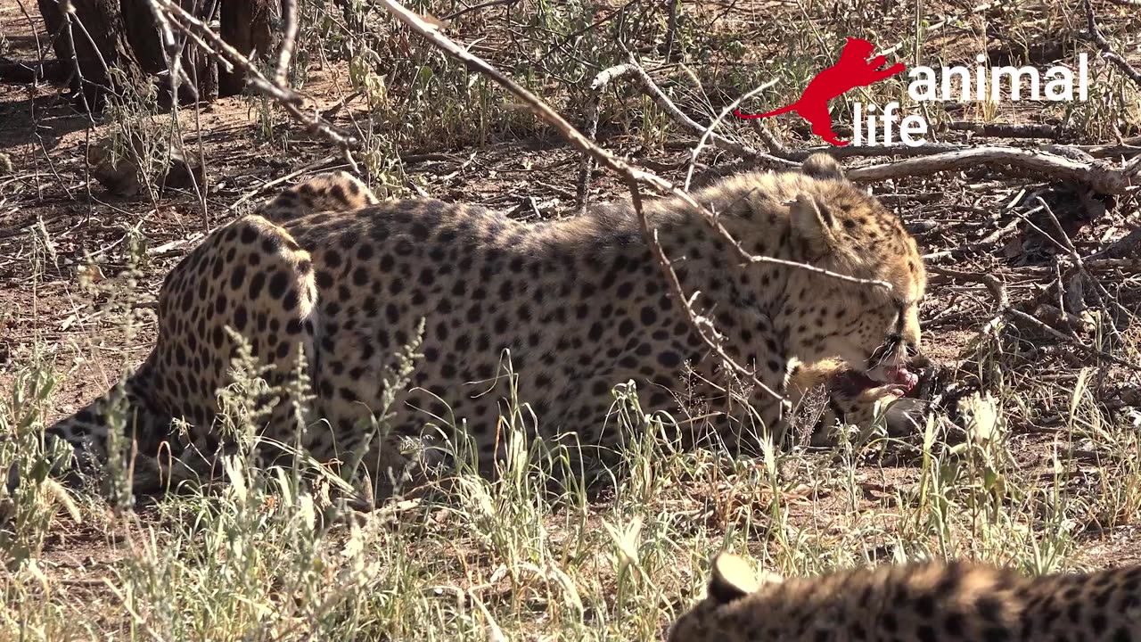 Lion tries to run faster than cheetah - Animal Life