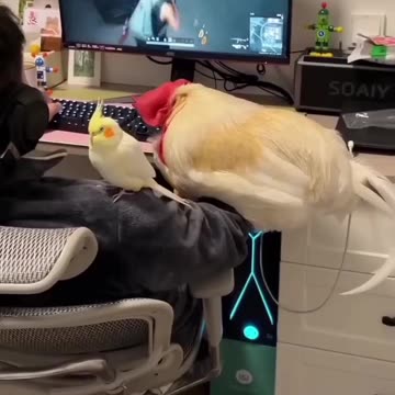 Something wrong with the second parrot 🤣