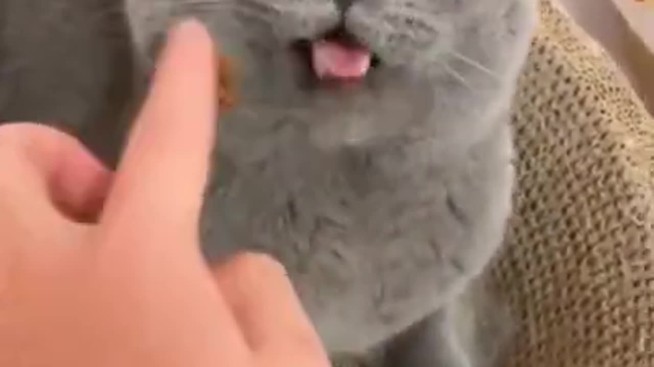 Angry cat becomes comfort 😻😻