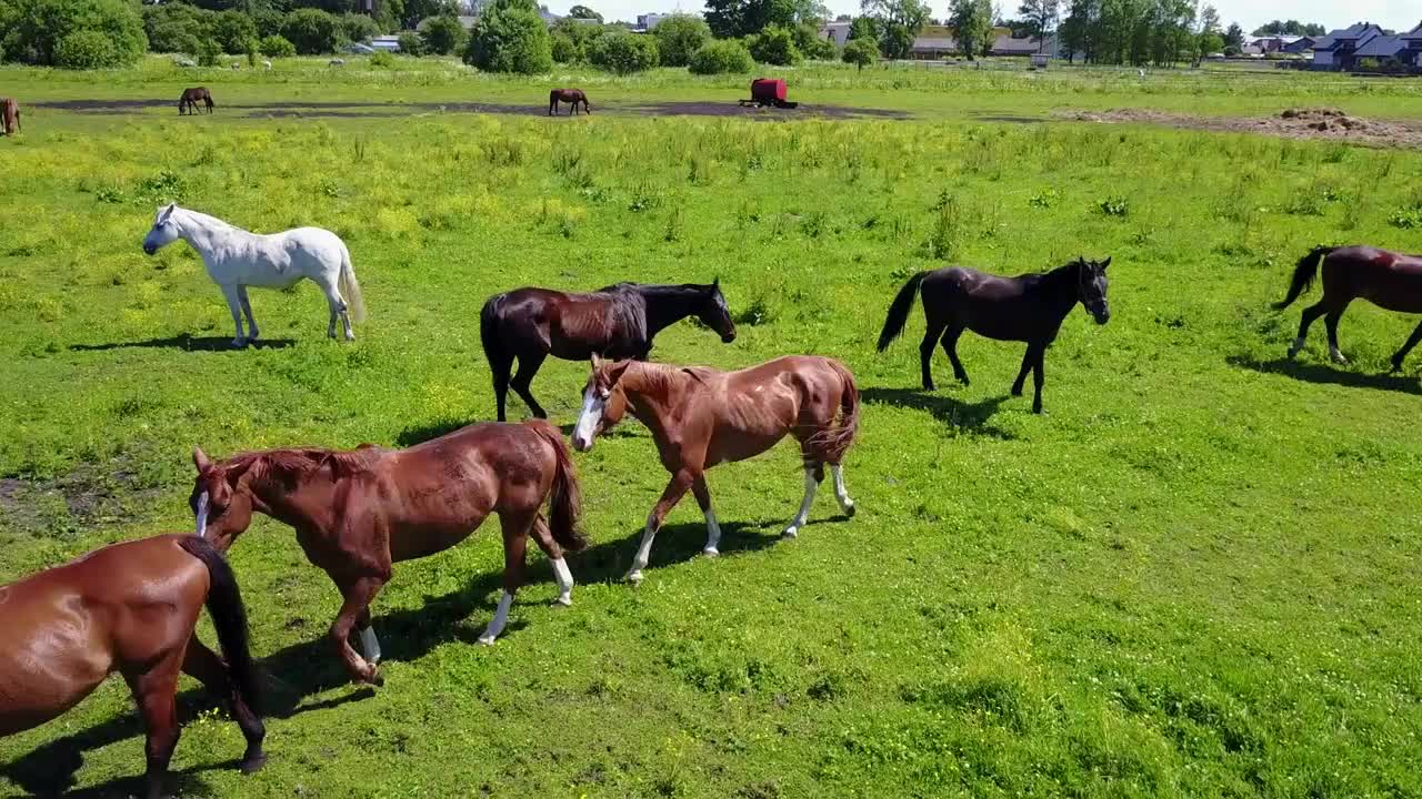 Aerial view of the beautiful horses in the field in Latvia