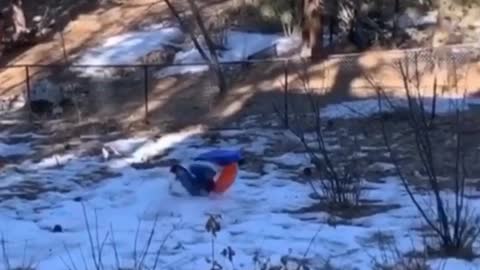 This Woman Sled The Wrong Way And It Ended Terrible