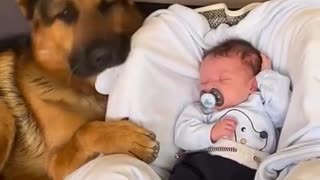 True love. Dogs and babies