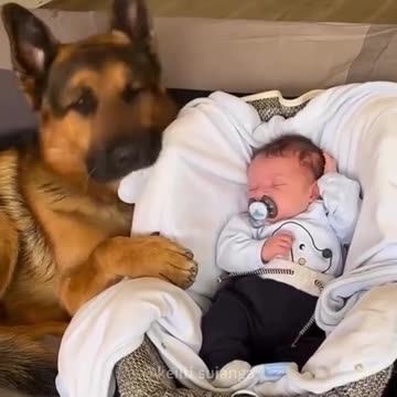 True love. Dogs and babies