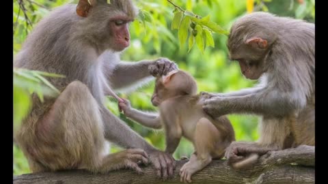 Tales from the Treetops: Exploring Monkey Species and Their Fascinating Habits