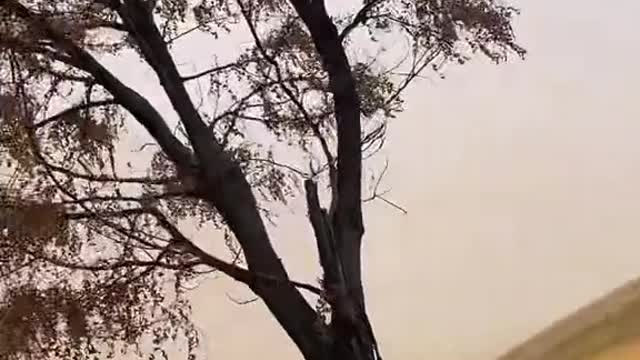 Dust Storm Sends Woman Running With Raccoon