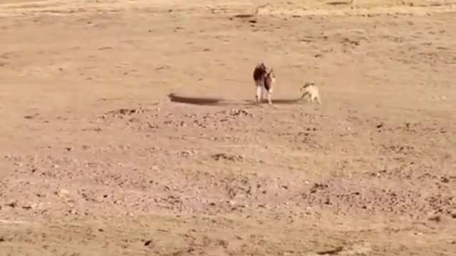 Do they really play or fight?