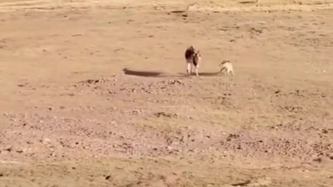 Do they really play or fight?