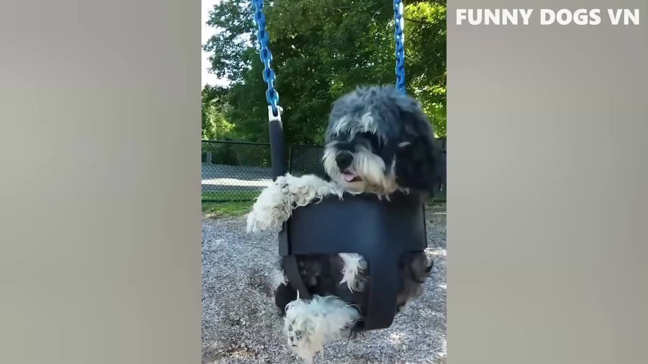 Funny Animal video