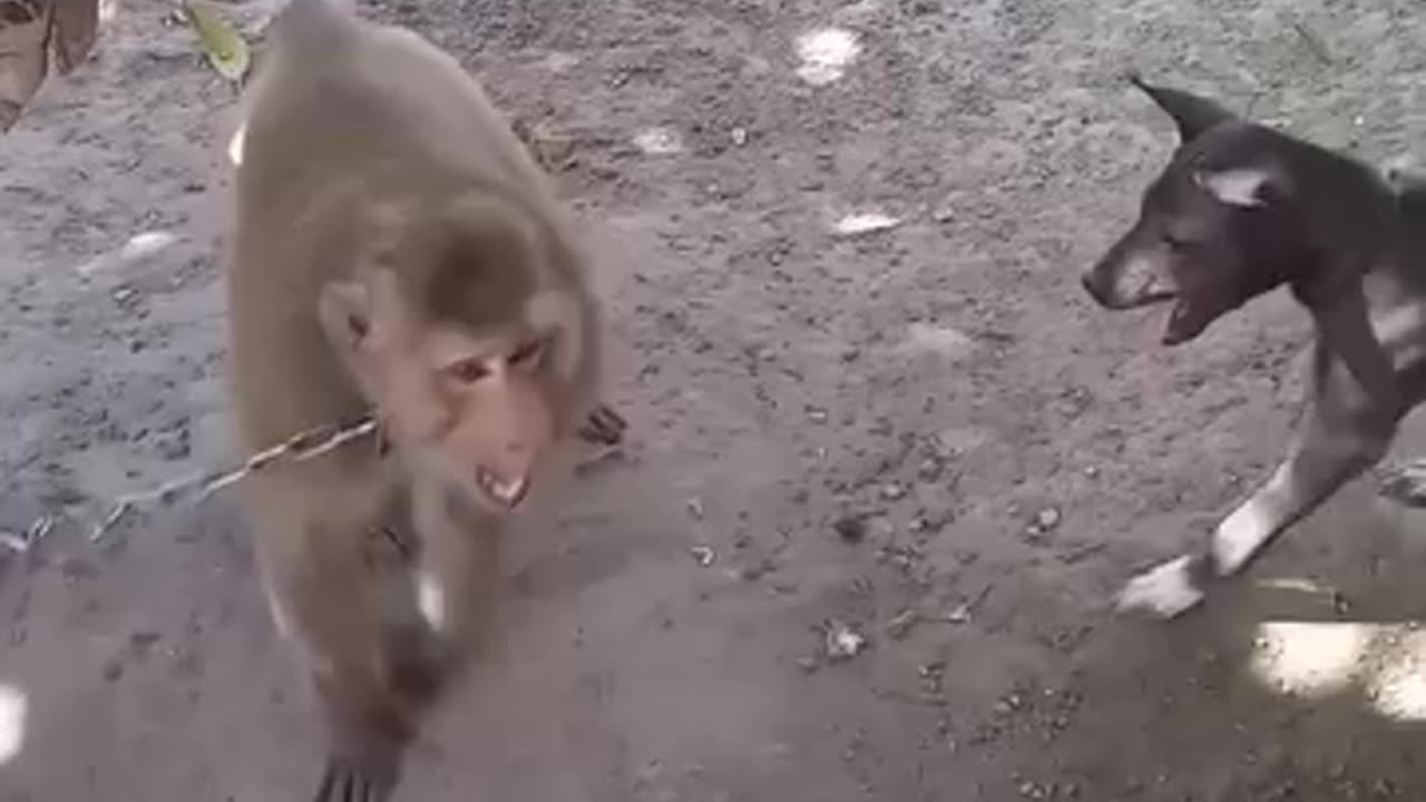 Monkey vs Dog funny video #monkeyvsdog🤣🤣