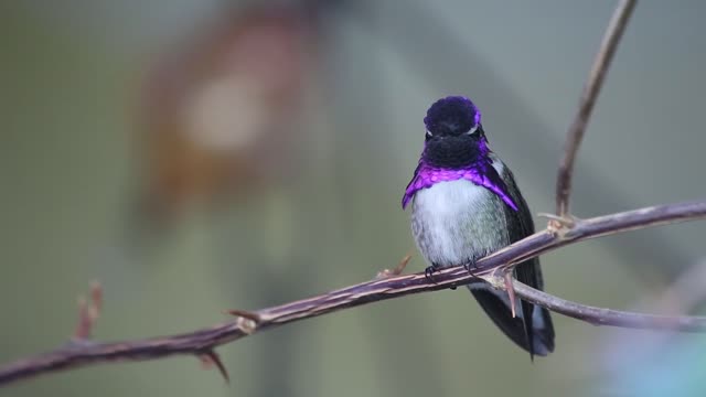 amoureux des oiseaux