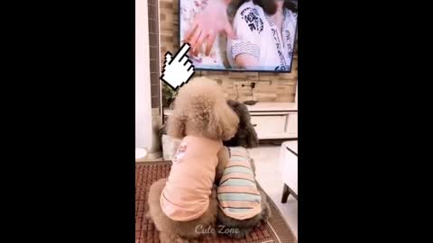 OMG So Cute ♥ Funny Cats and Dogs Part 51